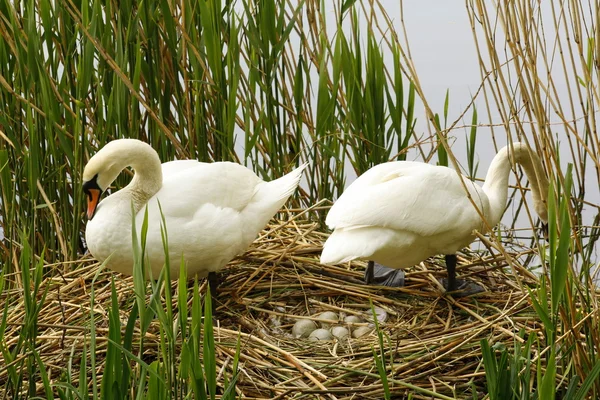 stock image Swan