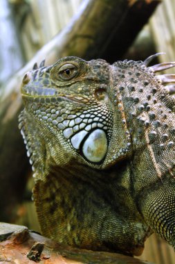 Iguana