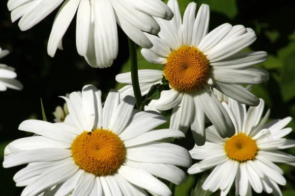 stock image Marguerite