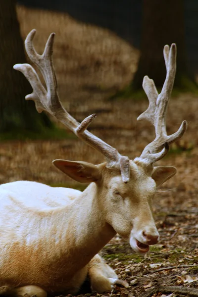 stock image Deer