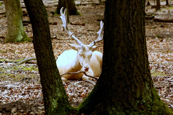 Белый олень — стоковое фото
