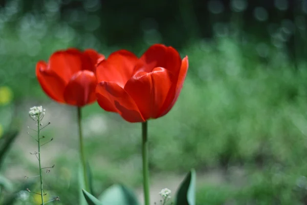 stock image Red tulips