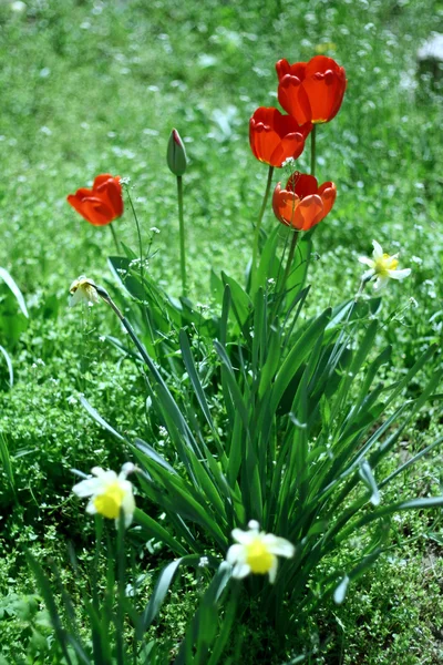 Κόκκινες τουλίπες και daffodils — Φωτογραφία Αρχείου