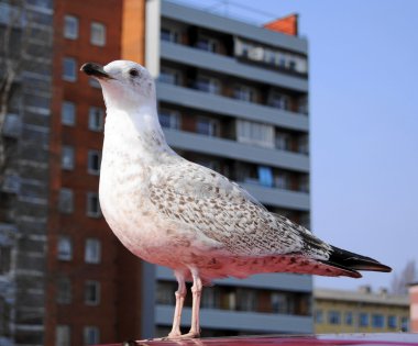 Albatros yavru