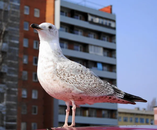 Az albatross fióka — Stock Fotó