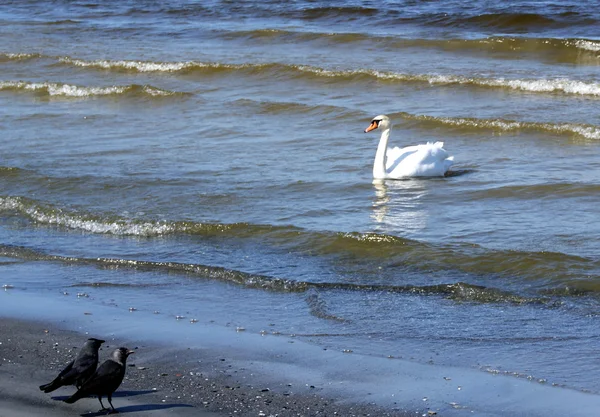 Swan és a hollók — Stock Fotó
