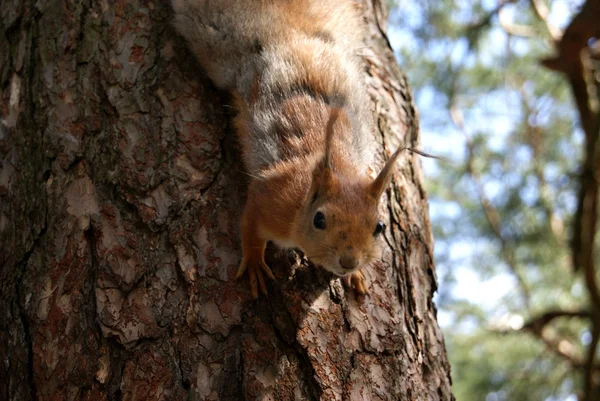 Esquilo — Fotografia de Stock