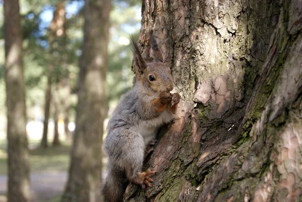 Squirrel — Stock Photo, Image