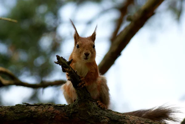 stock image Squirrel