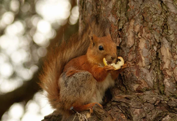 stock image Squirrel