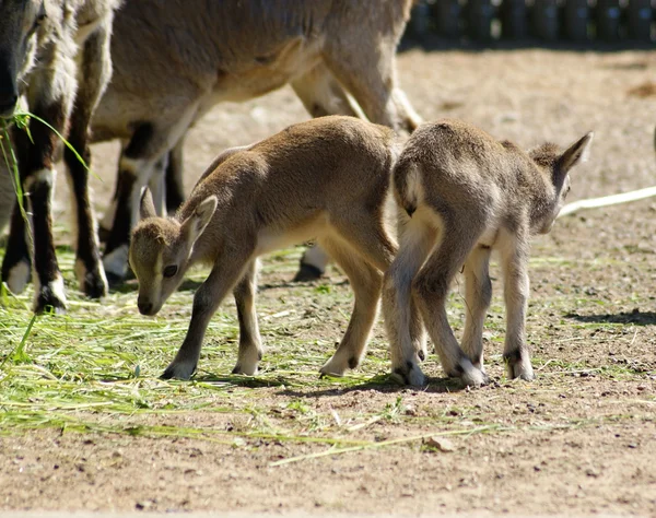 stock image Lamb