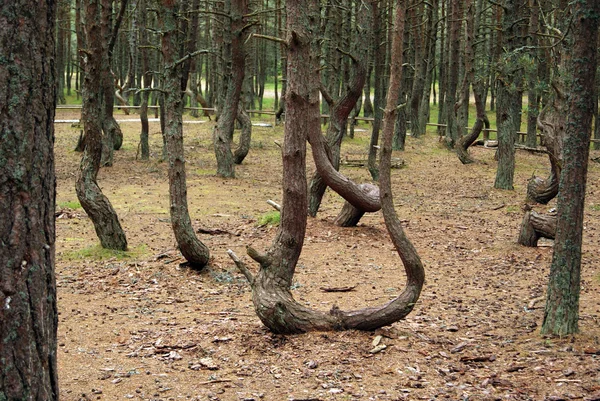 stock image Dancing forest