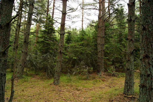 Tanzender Wald — Stockfoto