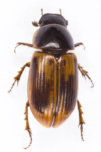 Aphodius dung beetle — Stock Photo, Image