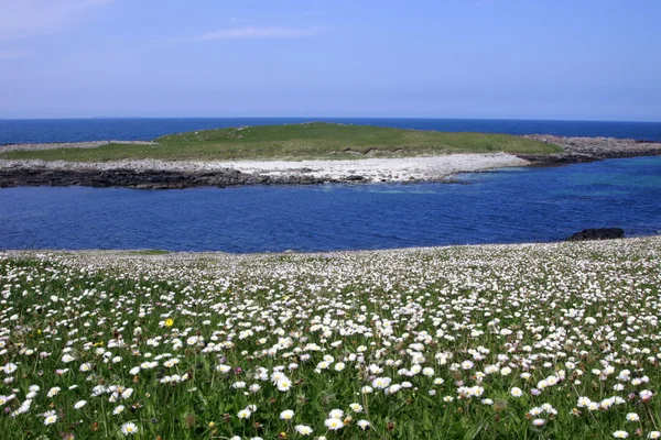 stock image Machair in Uist, Western Isles, UK