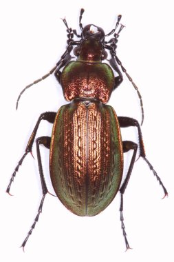 Carabus arvensis ground beetle clipart