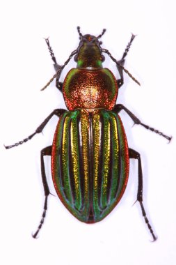 Carabus nitens ground beetle clipart