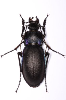 Carabus violaceus ground beetle clipart