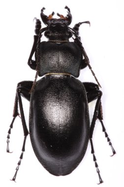 Carabus glabratus ground beetle clipart