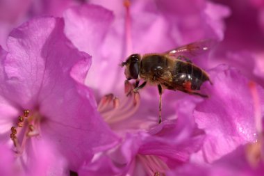 Çiçek yiyecek arama Hoverfly