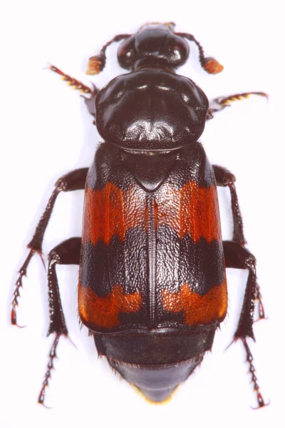 Investigador del necróforo enterrando escarabajo —  Fotos de Stock