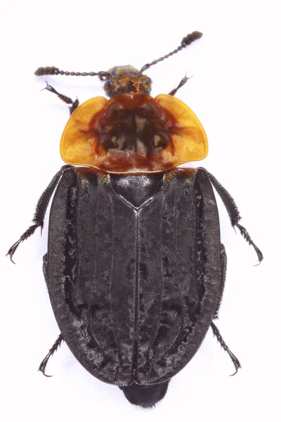 Oceoptoma thoracica padlina chrząszczy — Zdjęcie stockowe