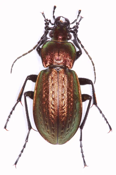 Carabus arvensis zemin böceği — Stok fotoğraf