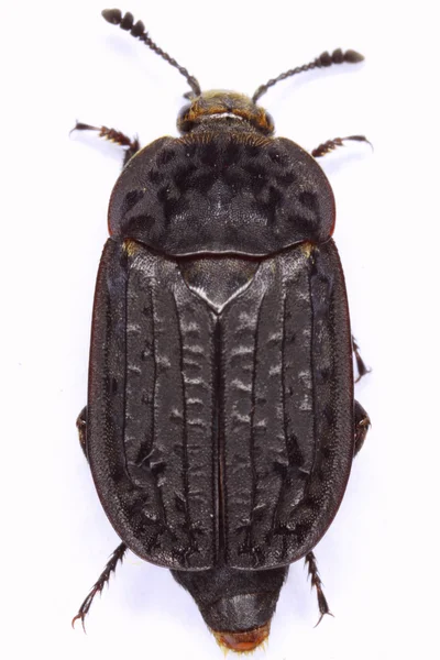 Escarabajo carroñero Thanathophilus rugosus — Foto de Stock