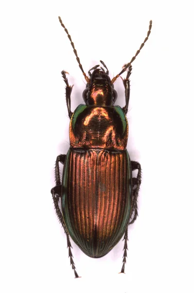 Poecilus versicolor ground beetle — Stock Photo, Image