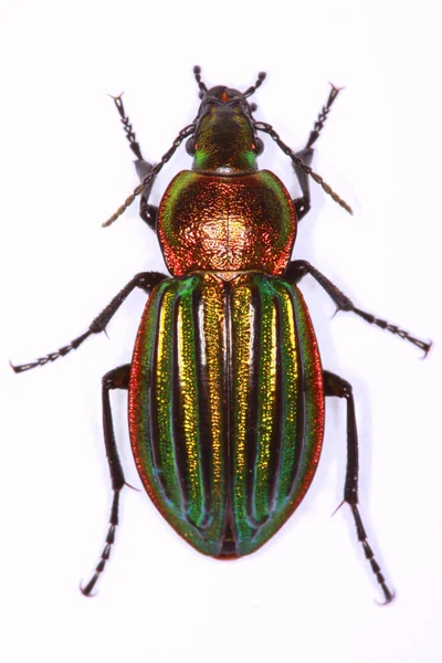 Carabus nitens ground beetle — Stock Photo, Image