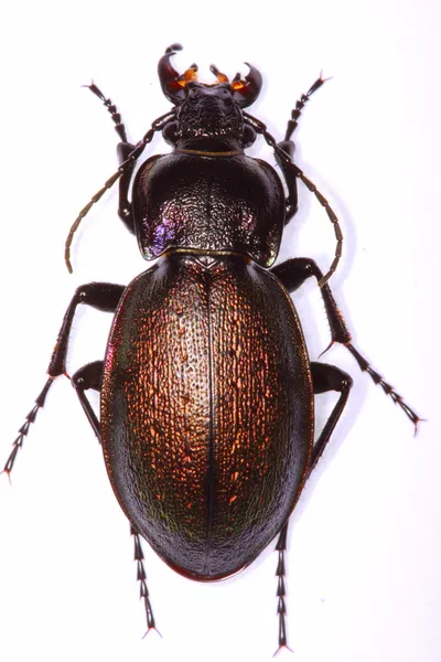 Земляной жук Carabus nemoralis — стоковое фото