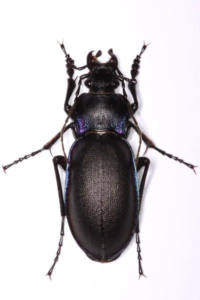 Земляной жук Карабус фиолетовый — стоковое фото