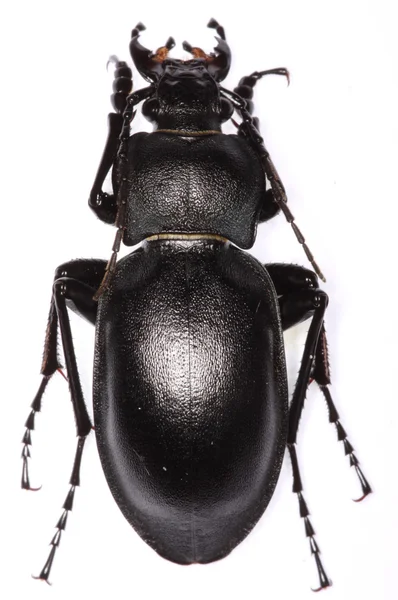 Carabus glabratus ground beetle — Stock Photo, Image
