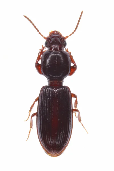Clivina fossor ground beetle — Stock Photo, Image