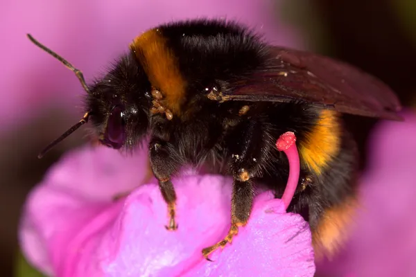 Bumblebee-de-cauda-lustre — Fotografia de Stock