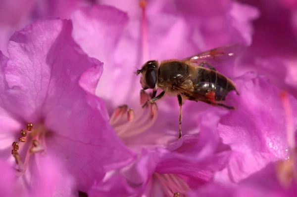 Hoverfly αναζήτηση τροφής σε λουλούδι — Φωτογραφία Αρχείου