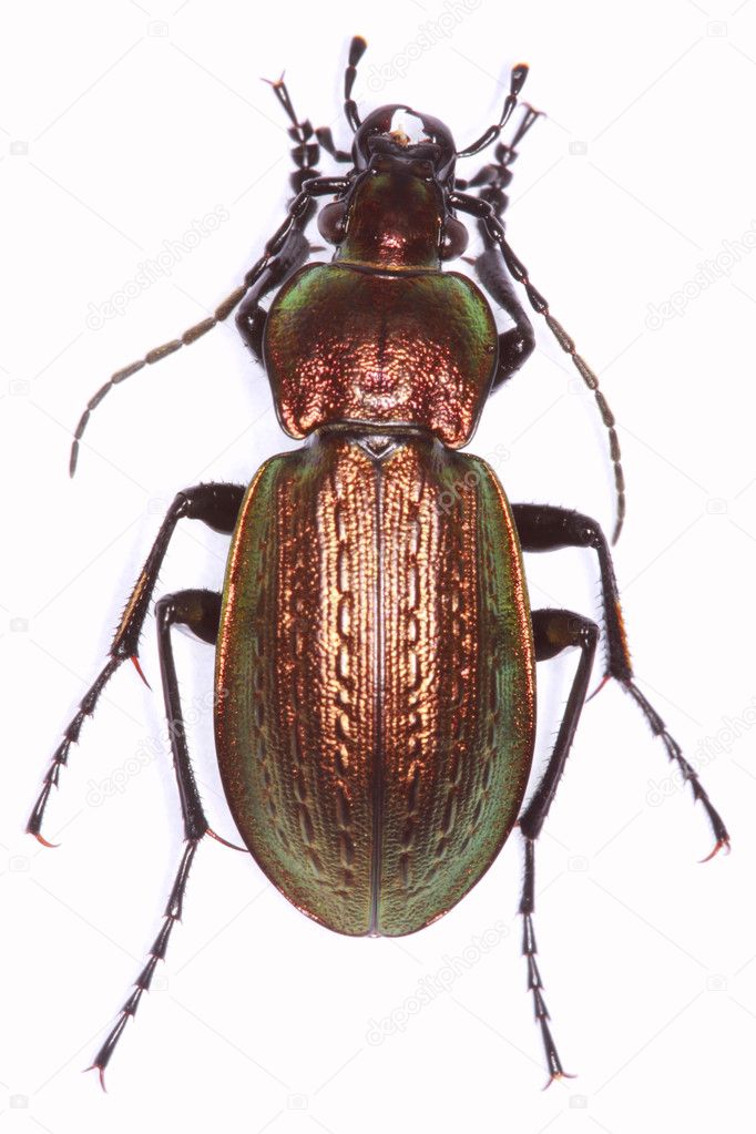 Carabus arvensis ground beetle