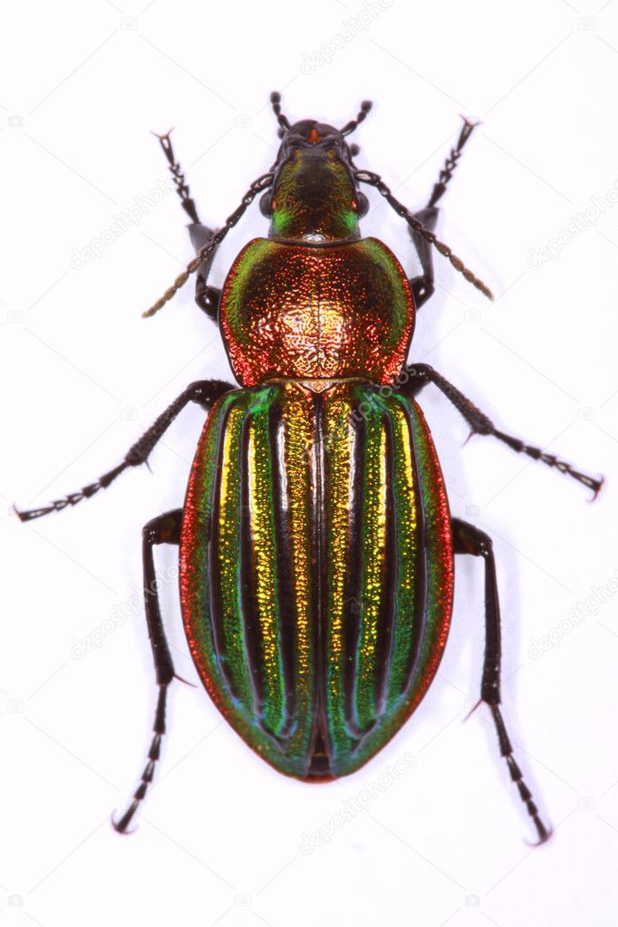 Carabus nitens ground beetle