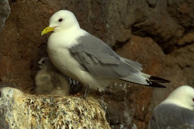 Martı (Rissa tridactyla) üzerinde yuva