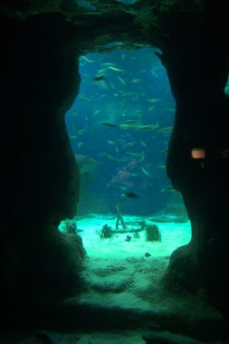 Marine aquarium clipart