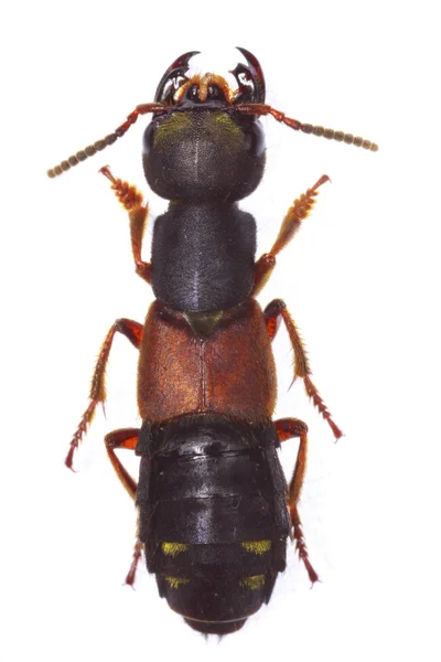 Staphylinus erythropterus 조 방사 딱정벌레 — 스톡 사진