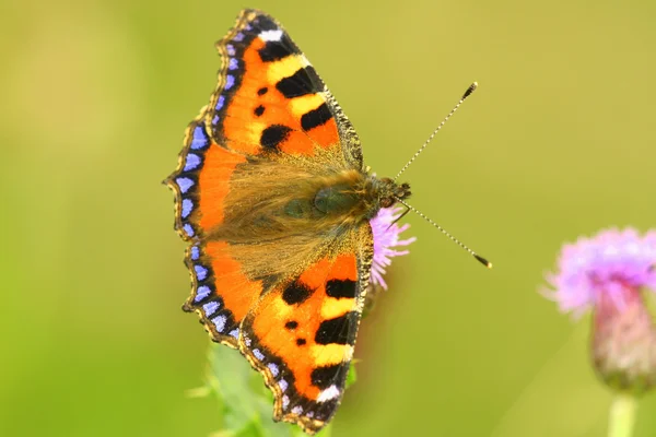 stock image Small tortoiseshell