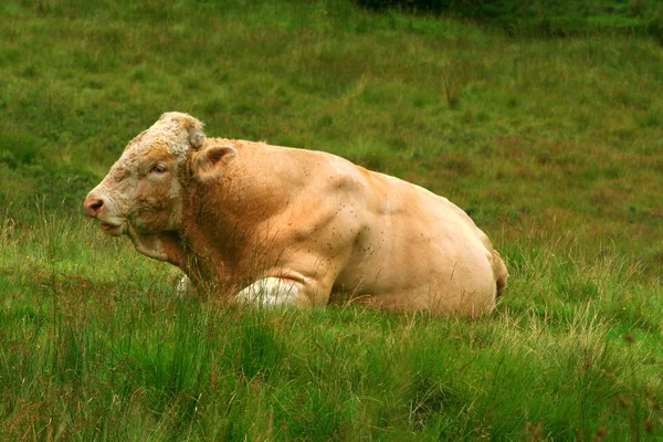 stock image Bull laying on field