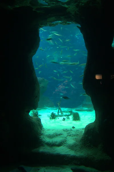 Meerwasseraquarium — Stockfoto
