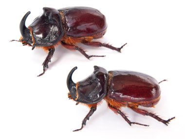 Beetles clipart