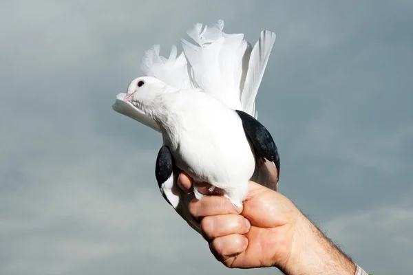 stock image White dove