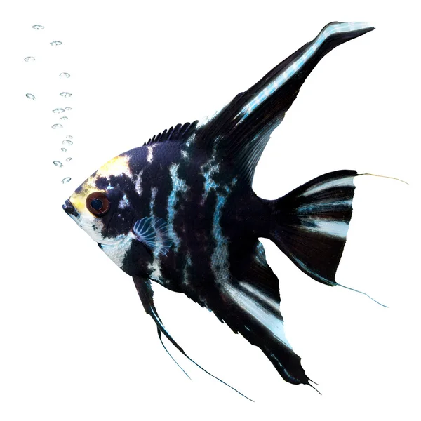 Angelfish isolated — Stock Photo, Image