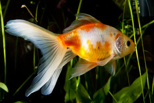 Gold fish in aquarium — Stock Photo, Image