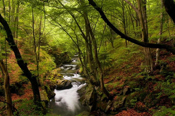 Paisaje de alta montaña de río en bosque — Foto de Stock