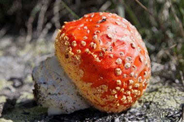 sinek agaric mantar vahşi, yakın çekim